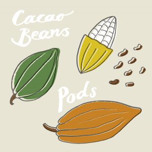cacao beans and pods